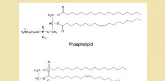 Phospholipid và Triglyceride